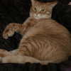 butter.on.a.poptart69 Altpins Profile Picture