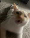 butterywaterboi Altpins Profile Picture