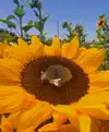 buyanov.pie Altpins Profile Picture