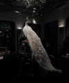 caa.liu Altpins Profile Picture