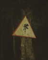 calyen Altpins Profile Picture