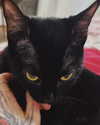 calyen Altpins Profile Picture