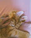 calyen Altpins Profile Picture