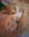 calyen Altpins Profile Picture