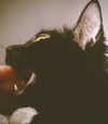 calyen Altpins Profile Picture