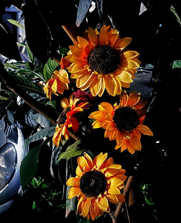 calyen instagram image archive image