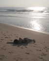 camlei_ Altpins Profile Picture