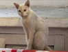camlei_ Altpins Profile Picture