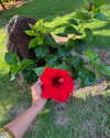 camlei_ Altpins Profile Picture