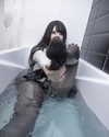 candy_balll Altpins Profile Picture