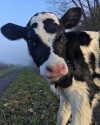 carmen.lial Altpins Profile Picture