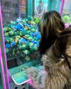 carmen.lial Altpins Profile Picture