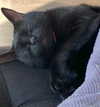carmen.lial Altpins Profile Picture