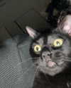 carmen.lial Altpins Profile Picture