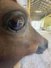 carmen.lial Altpins Profile Picture