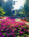 carmenrose._ Altpins Profile Picture