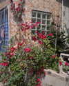 carmenrose._ Altpins Profile Picture