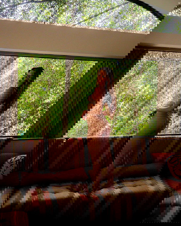 carolinezalog carolinezalog archive image