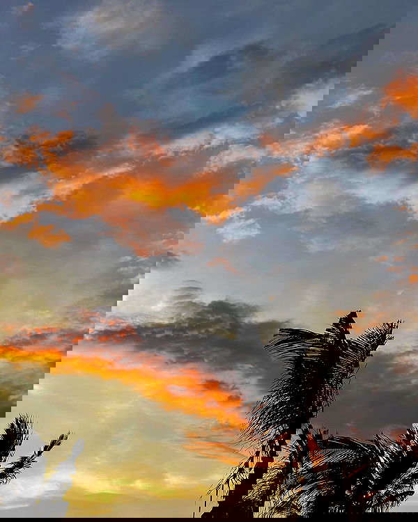 carolinezalog carolinezalog archive image