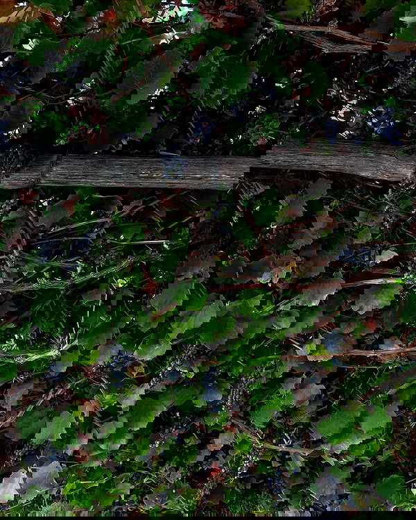 carolinezalog carolinezalog archive image