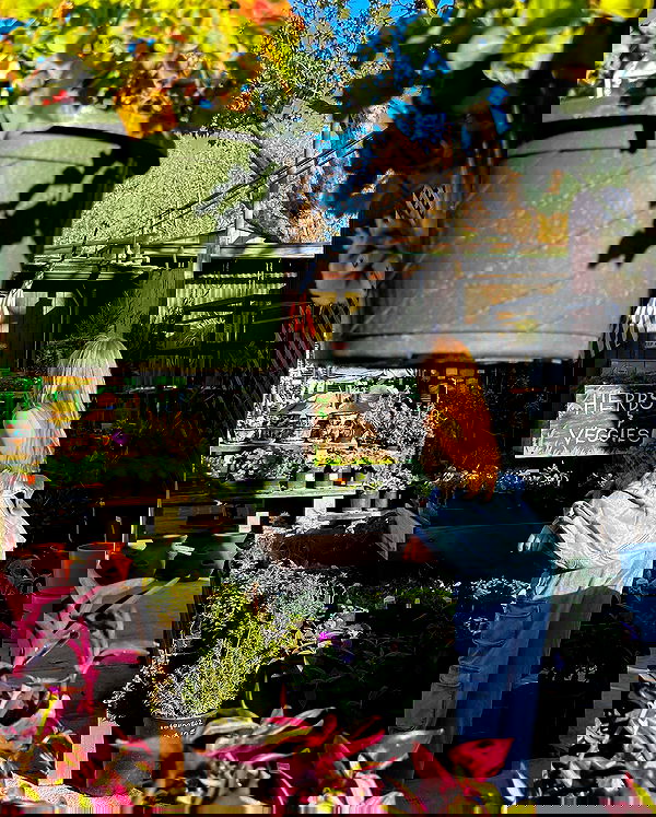 carolinezalog carolinezalog archive image