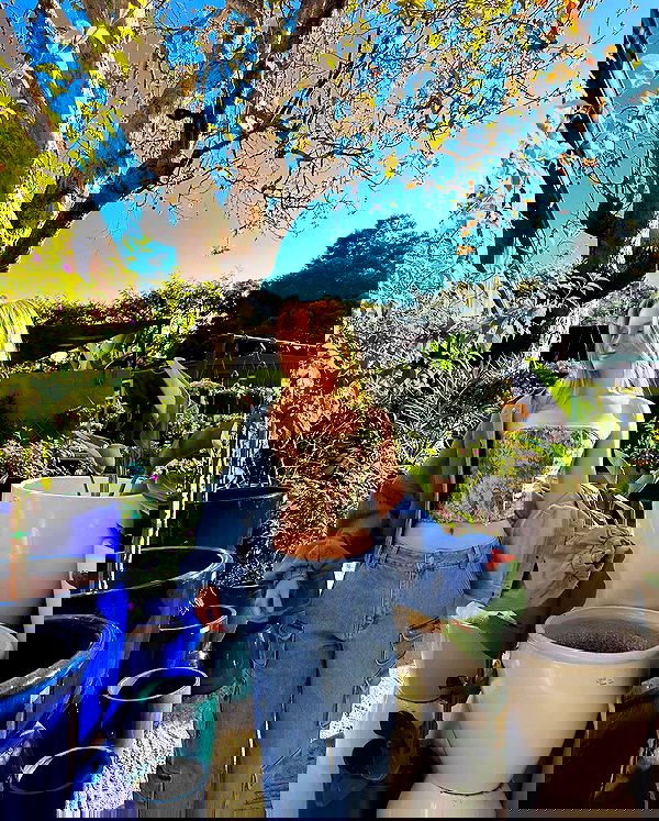 carolinezalog carolinezalog archive image