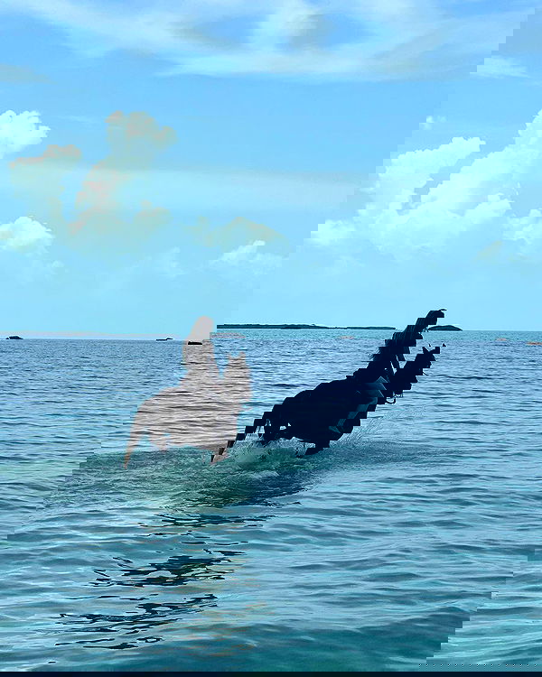 carolinezalog carolinezalog archive image