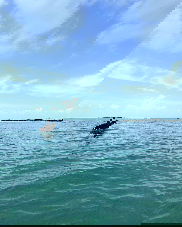 carolinezalog carolinezalog archive image