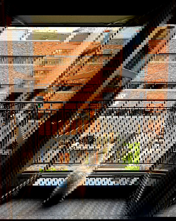 carolinezalog carolinezalog archive image