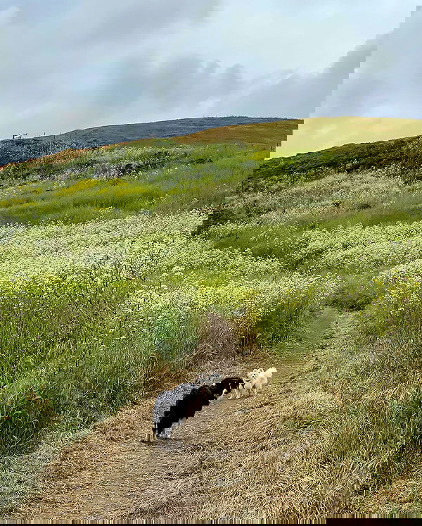 carolinezalog carolinezalog archive image