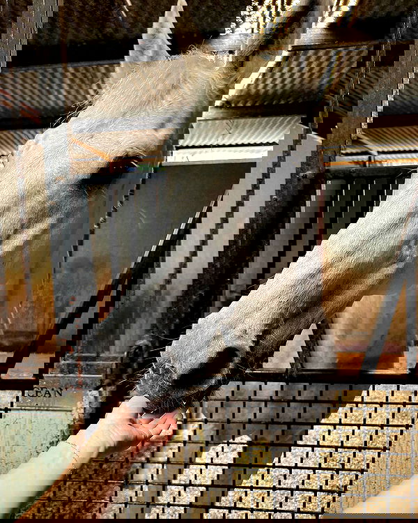 carolinezalog carolinezalog archive image