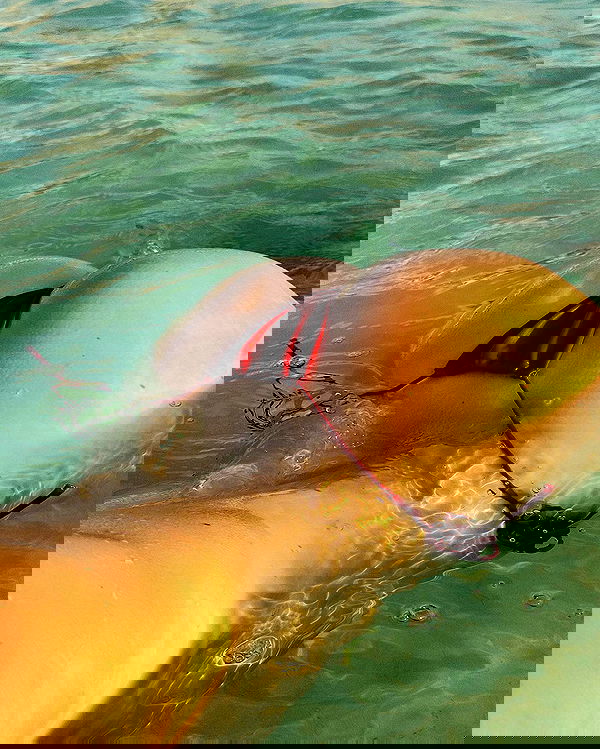 carolinezalog carolinezalog archive image