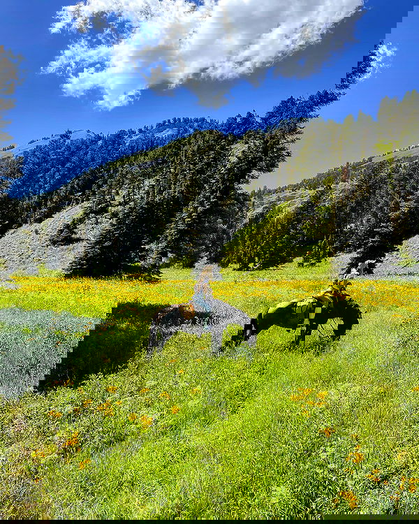 carolinezalog carolinezalog archive image