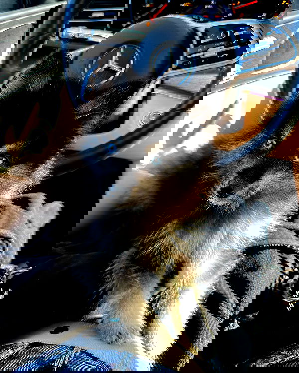 carolinezalog carolinezalog archive image