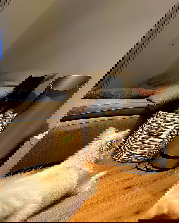 carolinezalog carolinezalog archive image