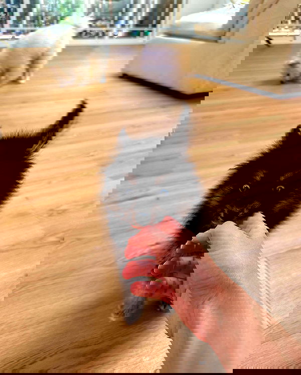 carolinezalog carolinezalog archive image