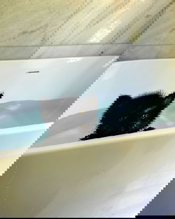 carolinezalog carolinezalog archive image