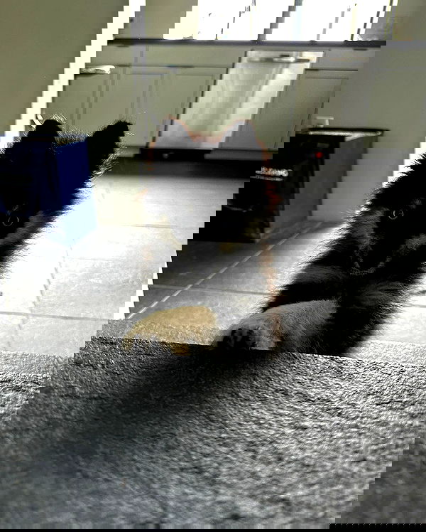 carolinezalog carolinezalog archive image