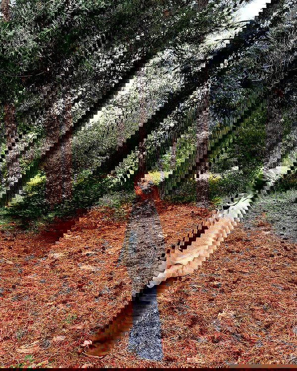 carolinezalog carolinezalog archive image