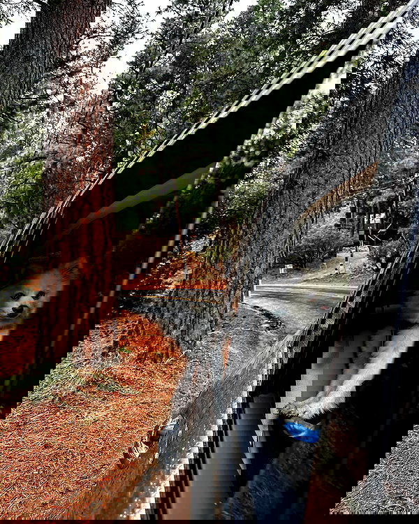 carolinezalog carolinezalog archive image