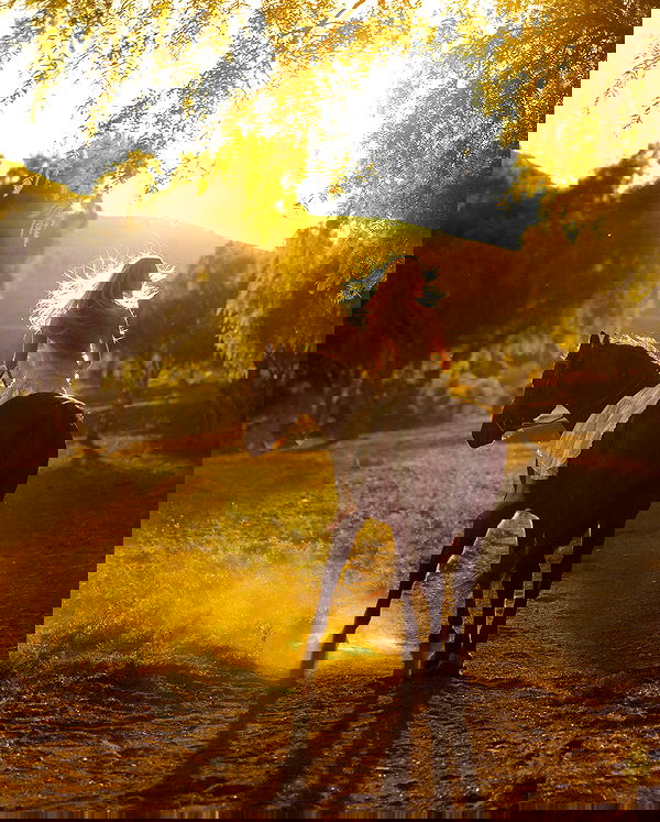 carolinezalog carolinezalog archive image