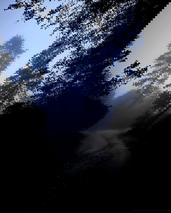 carolinezalog carolinezalog archive image