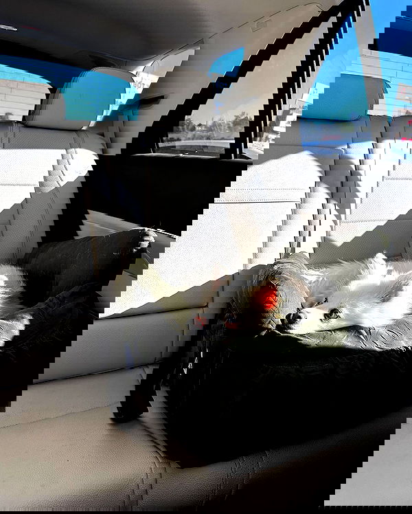 carolinezalog carolinezalog archive image