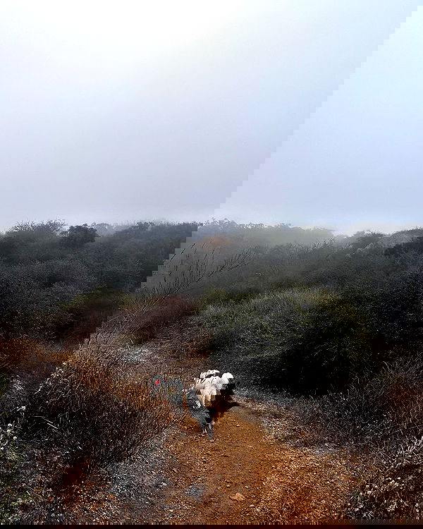 carolinezalog carolinezalog archive image