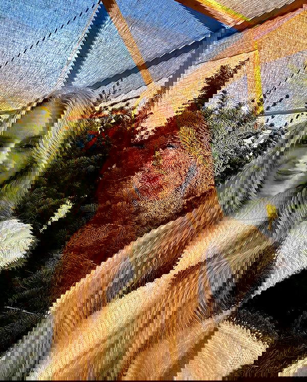 carolinezalog carolinezalog archive image