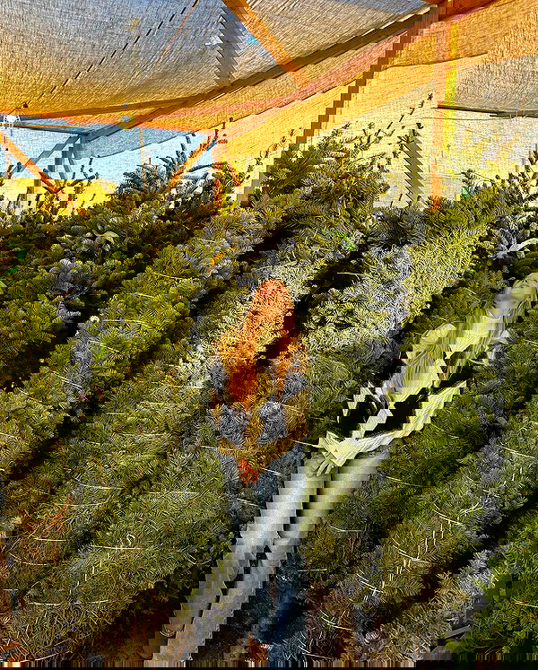 carolinezalog carolinezalog archive image