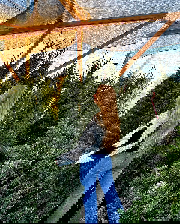 carolinezalog carolinezalog archive image