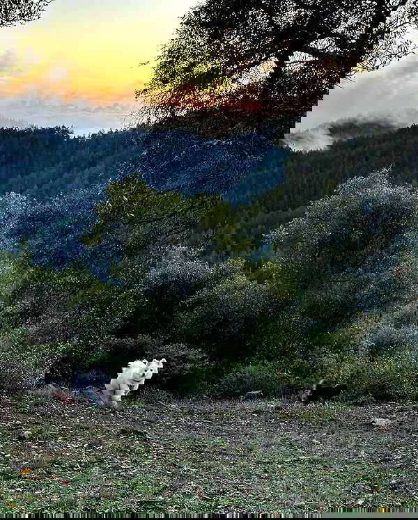 carolinezalog carolinezalog archive image