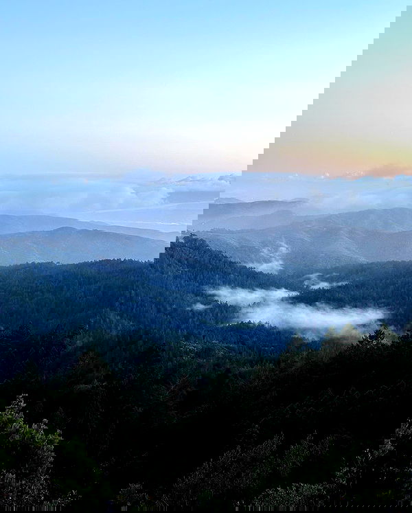 carolinezalog carolinezalog archive image