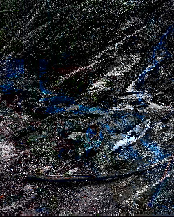 carolinezalog carolinezalog archive image